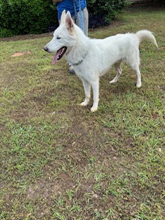 Enlarge Ghost, a Adoptable mixed breed in cumming, GA image 4/4