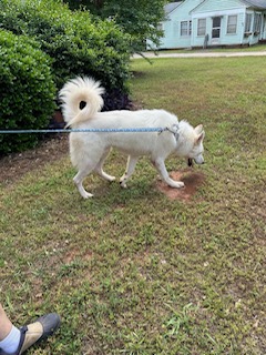 Enlarge Ghost, a Adoptable mixed breed in cumming, GA image 3/4