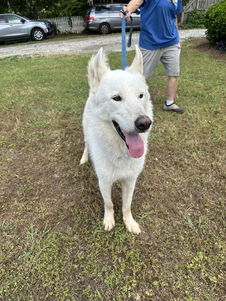 Ghost, Adoptable, Adult Male German Shepherd Dog & Husky.