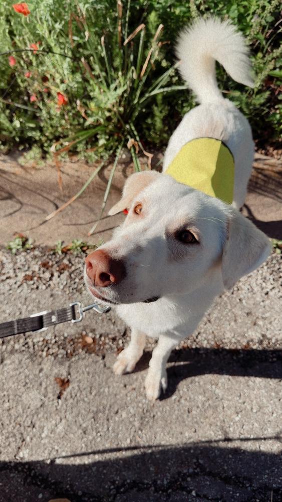 Tank, Adoptable, Young Male Great Pyrenees & Labrador Retriever.