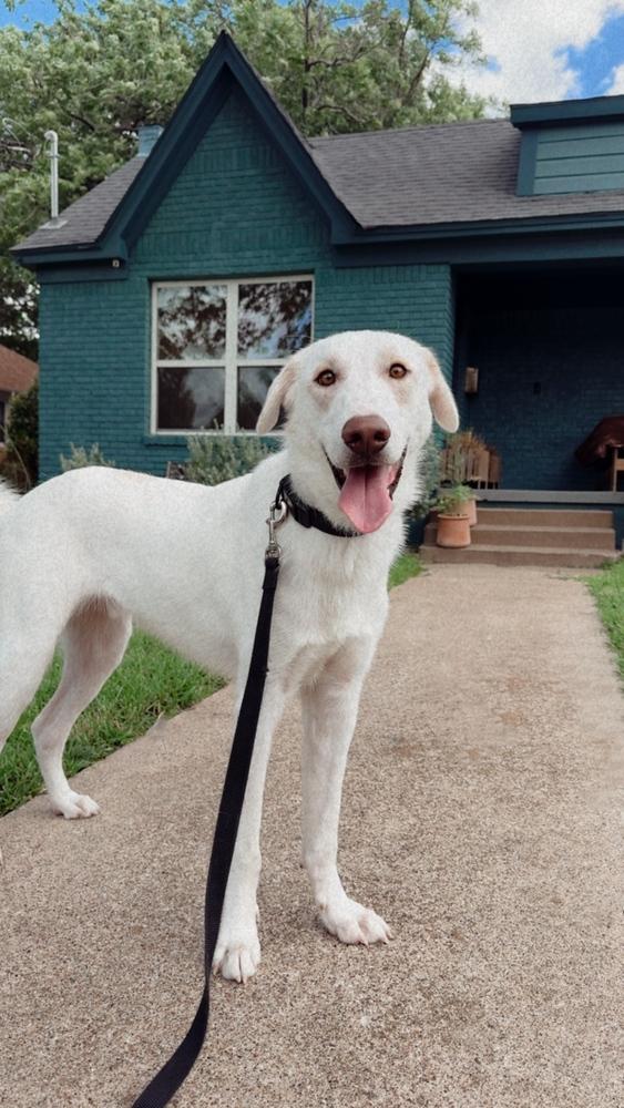 Enlarge Tank, a Adoptable mixed breed in Sanger, TX image 6/6