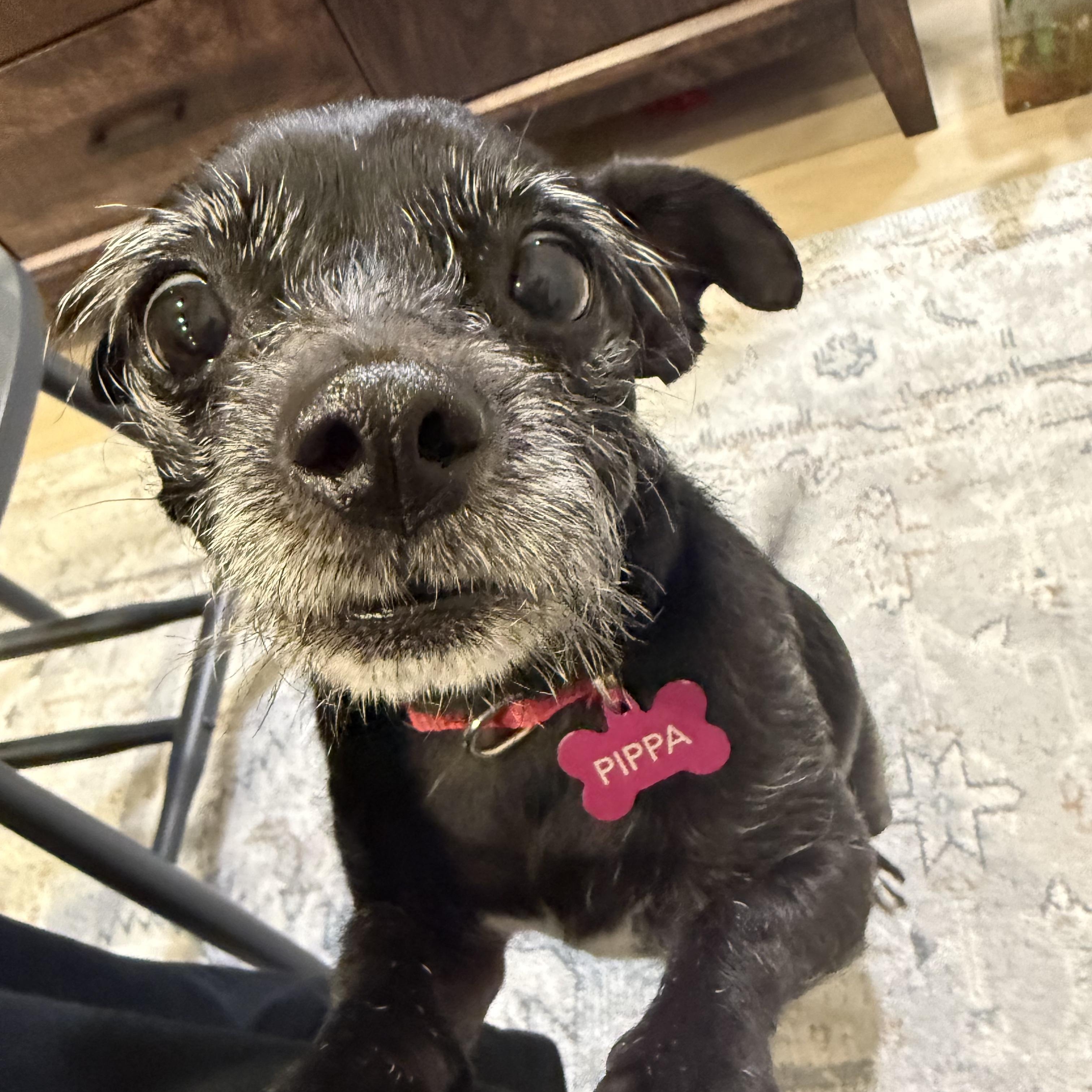 Enlarge Pippa (the dog with eyebrows you've been waiting for), an adoptable mixed breed in Austin, TX image 1/6