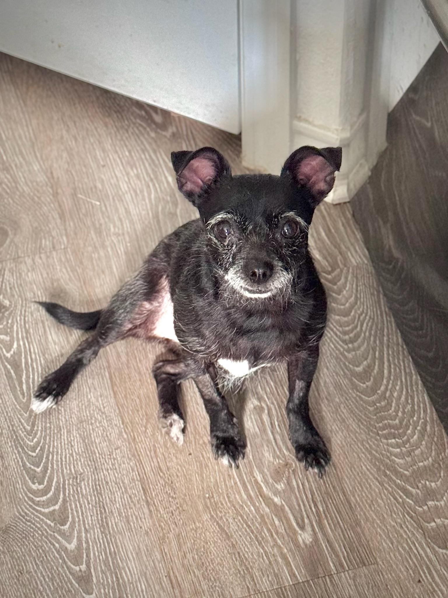 Enlarge Crumb, an adoptable mixed breed in Austin, TX image 2/4