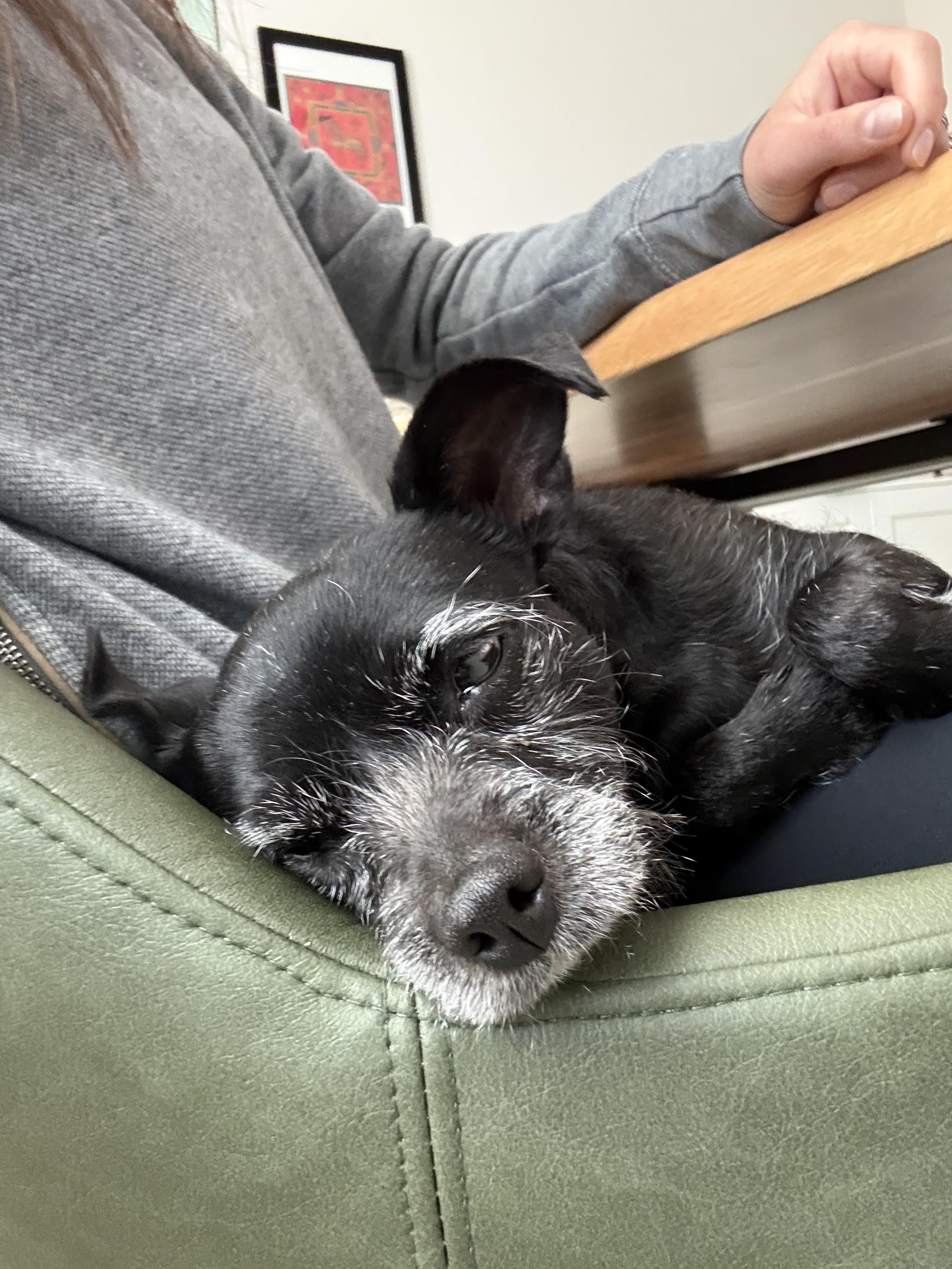 Enlarge Pippa (the dog with eyebrows you've been waiting for), an adoptable mixed breed in Austin, TX image 3/6