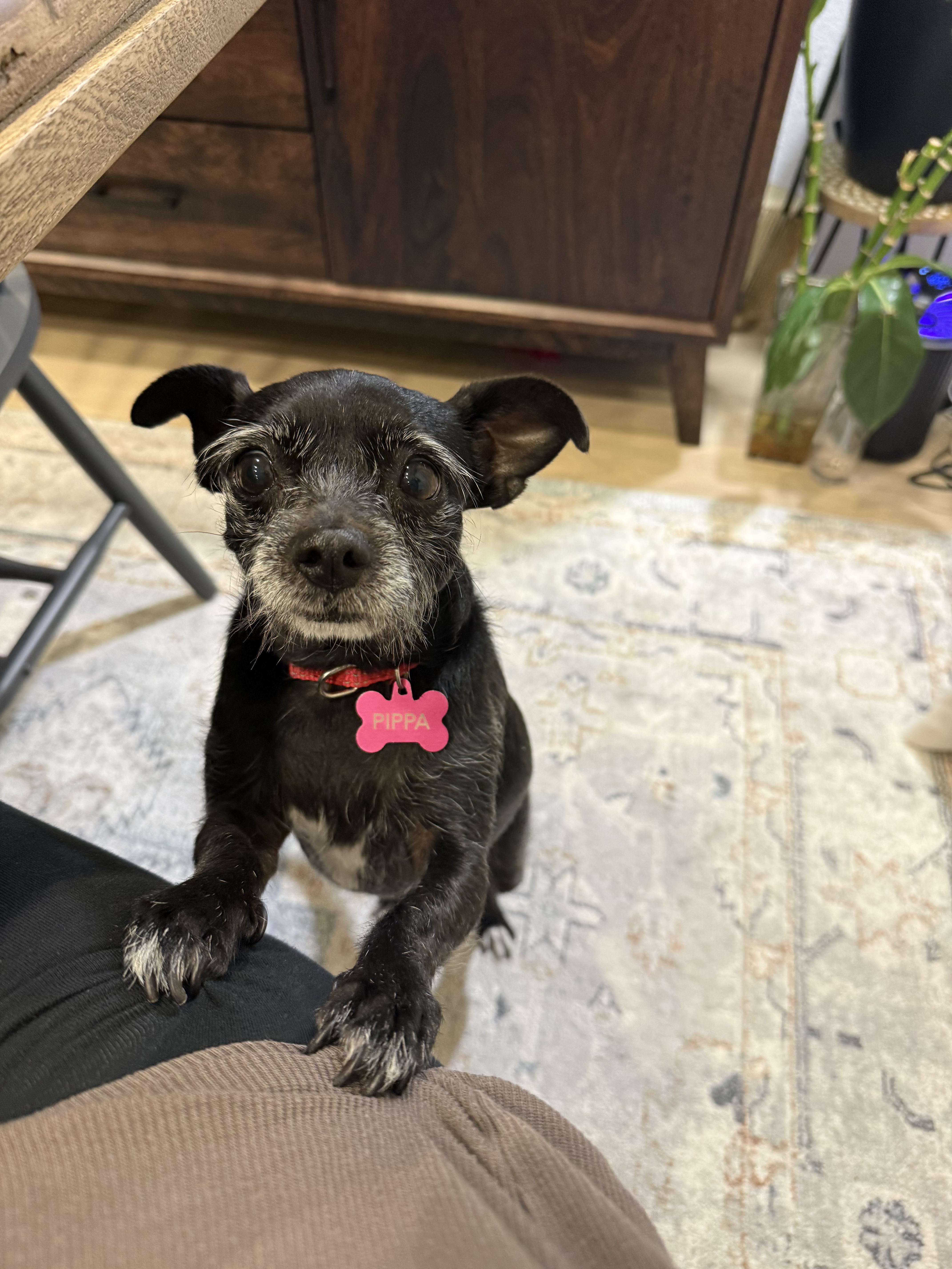 Enlarge Pippa (the dog with eyebrows you've been waiting for), an adoptable mixed breed in Austin, TX image 2/6