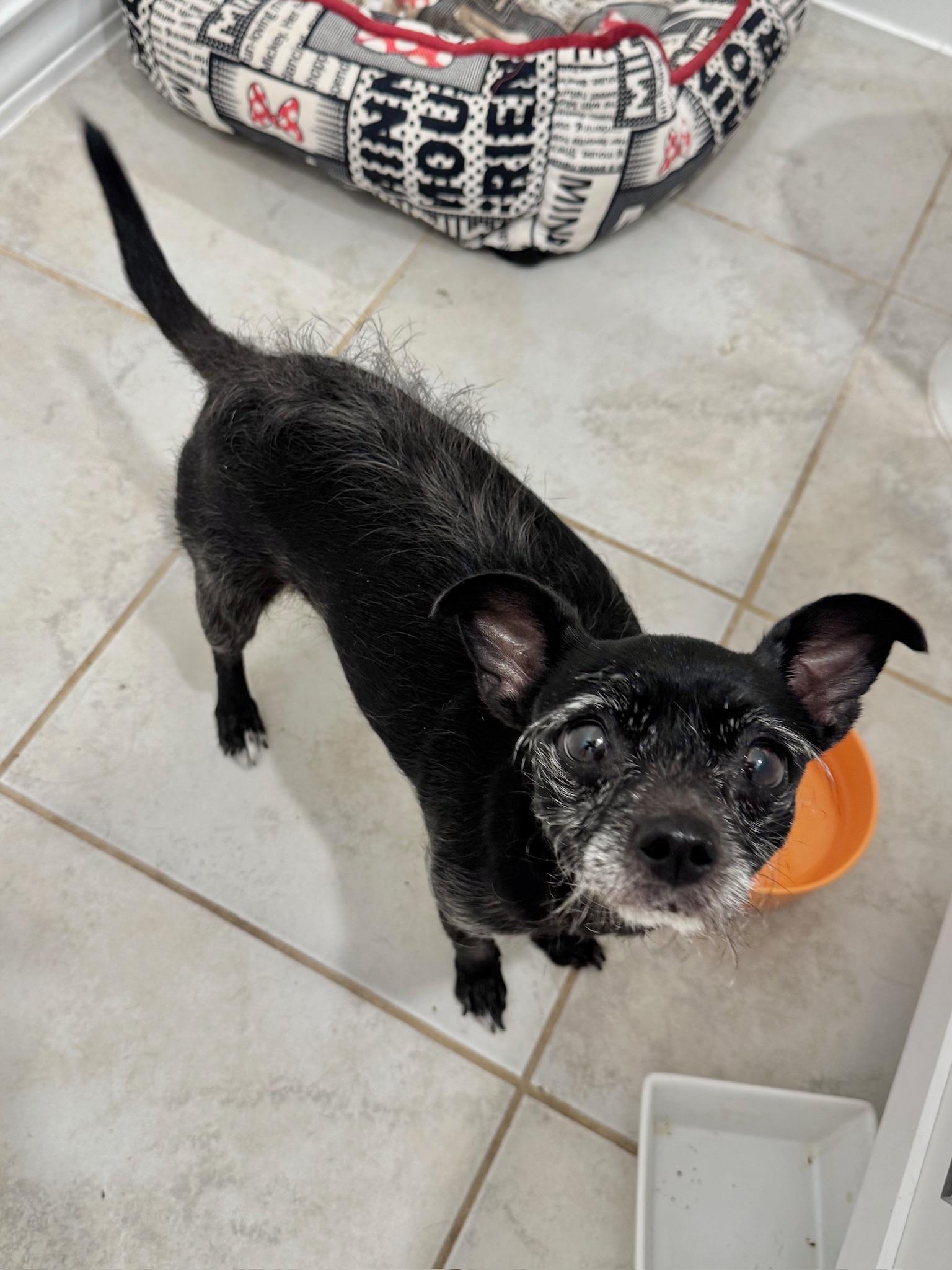 Enlarge Crumb, an adoptable mixed breed in Austin, TX image 1/4