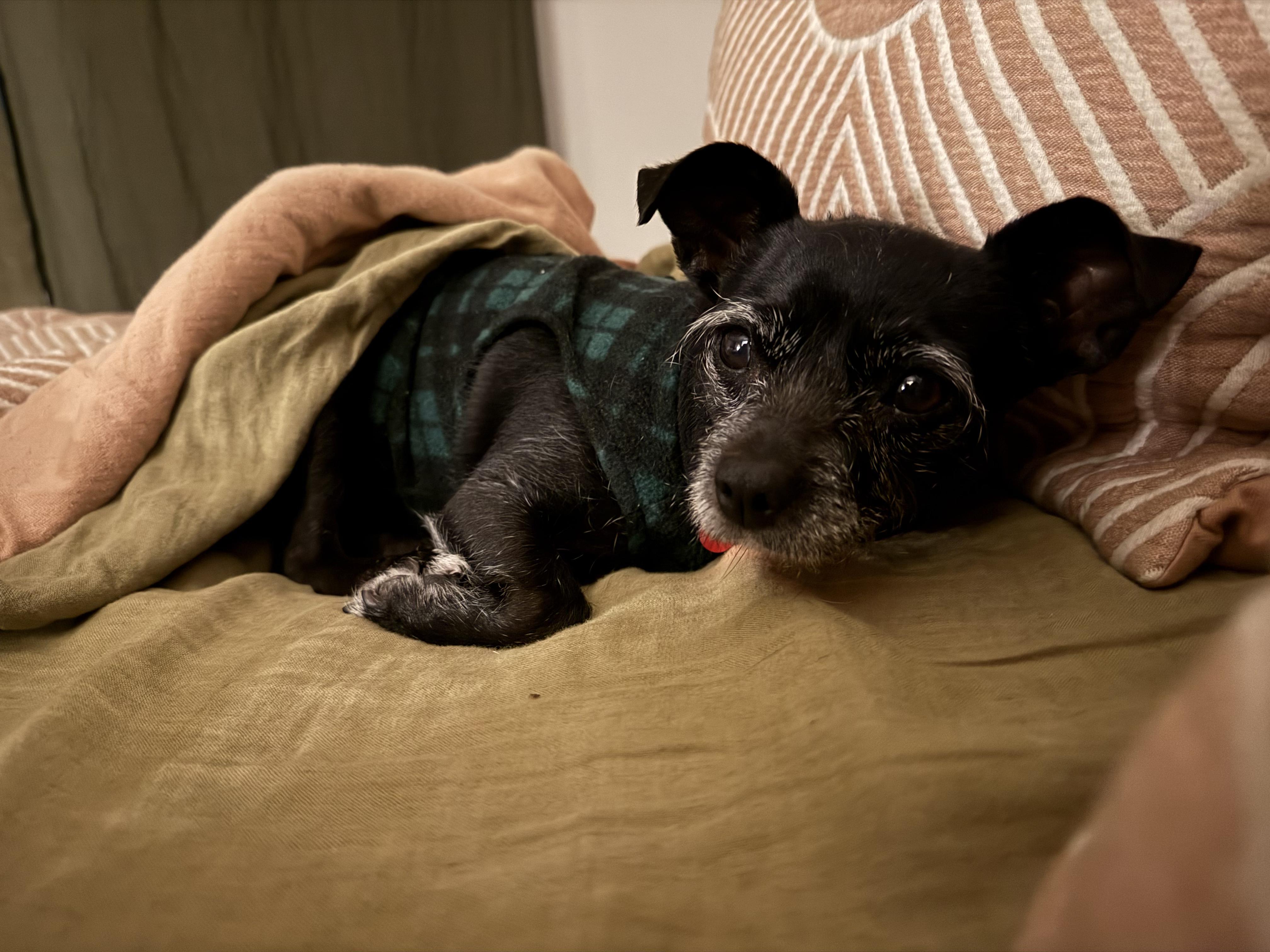 Enlarge Pippa (the dog with eyebrows you've been waiting for), an adoptable mixed breed in Austin, TX image 4/6