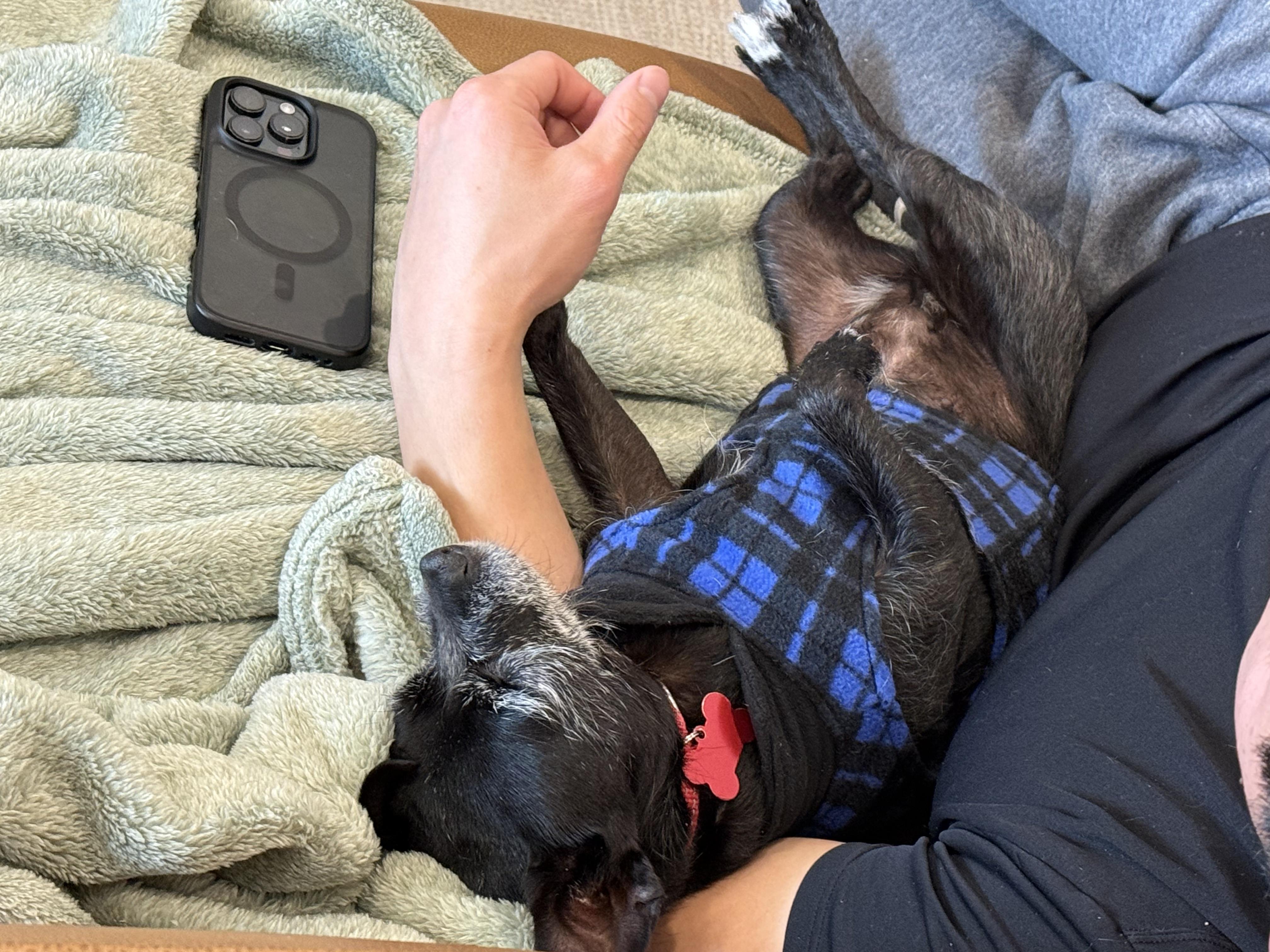 Enlarge Pippa (the dog with eyebrows you've been waiting for), an adoptable mixed breed in Austin, TX image 5/6