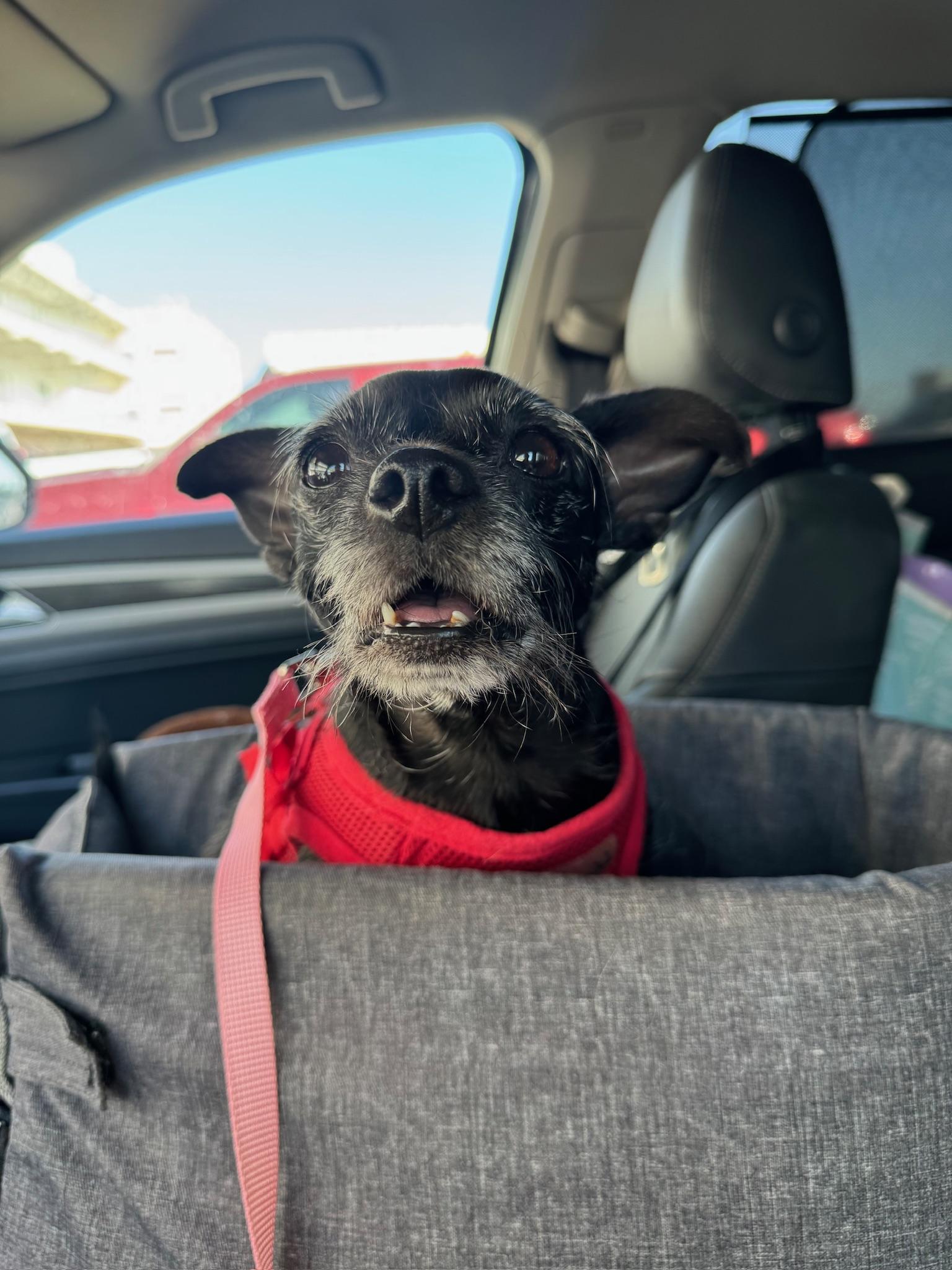 Enlarge Crumb, an adoptable mixed breed in Austin, TX image 3/4