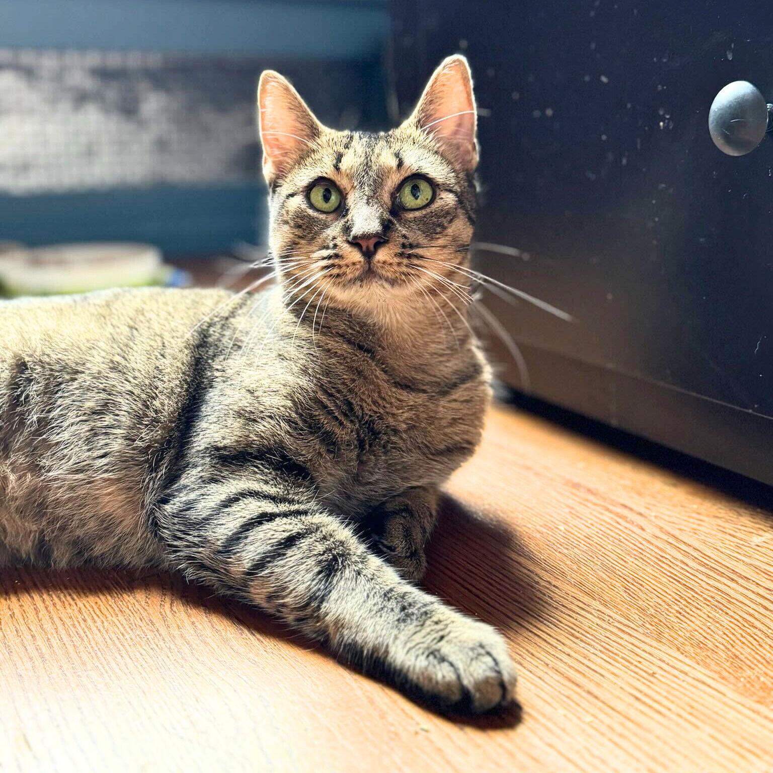 Lady Lovibond Pelham, Adoptable, Adult Female Domestic Short Hair.