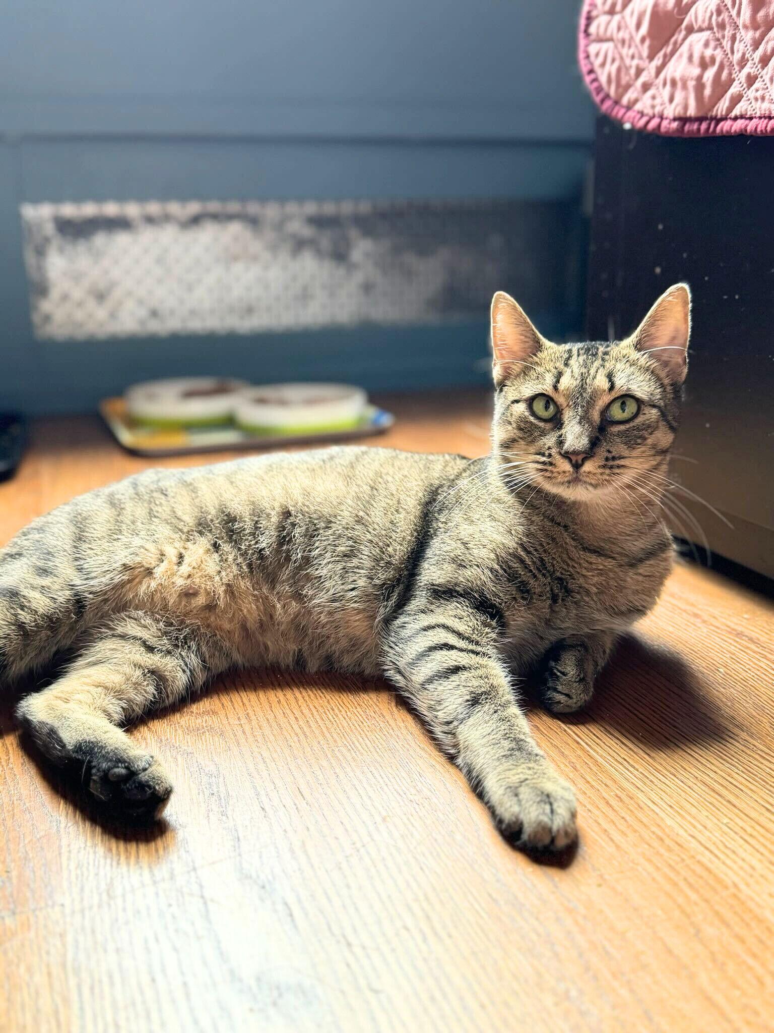 Enlarge Lady Lovibond Pelham, a Adoptable Domestic Short Hair in Brooklyn, NY image 2/2