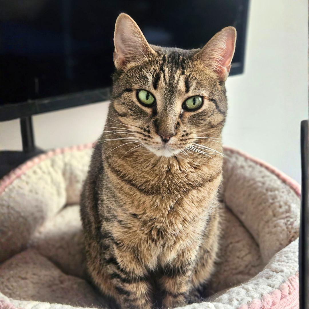 Enlarge Lady Lovibond Pelham, a Adoptable Domestic Short Hair in Brooklyn, NY image 3/3