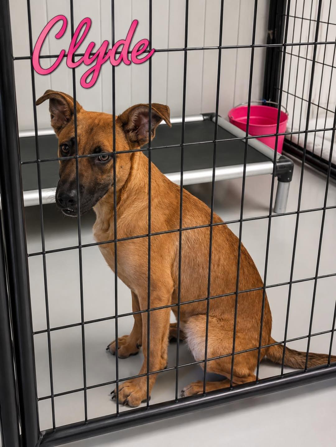 Clyde, ADOPTABLE, Young Male Belgian Shepherd / Malinois.