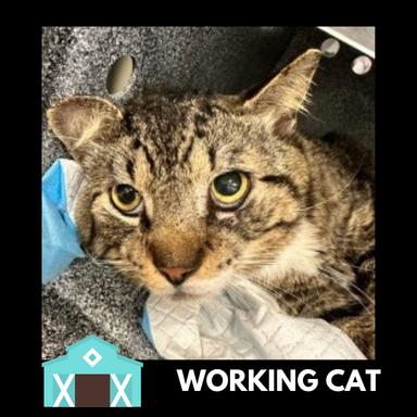 Great White Shark, Adoptable, Adult Male Domestic Short Hair.