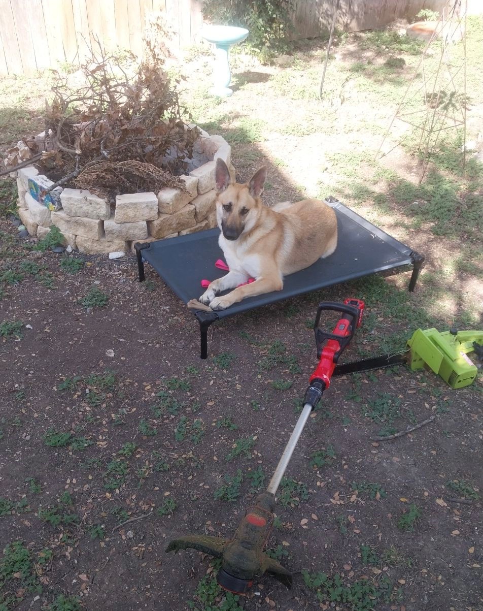 Annie, a Adoptable German Shepherd Dog in Round Rock, TX image 2/6