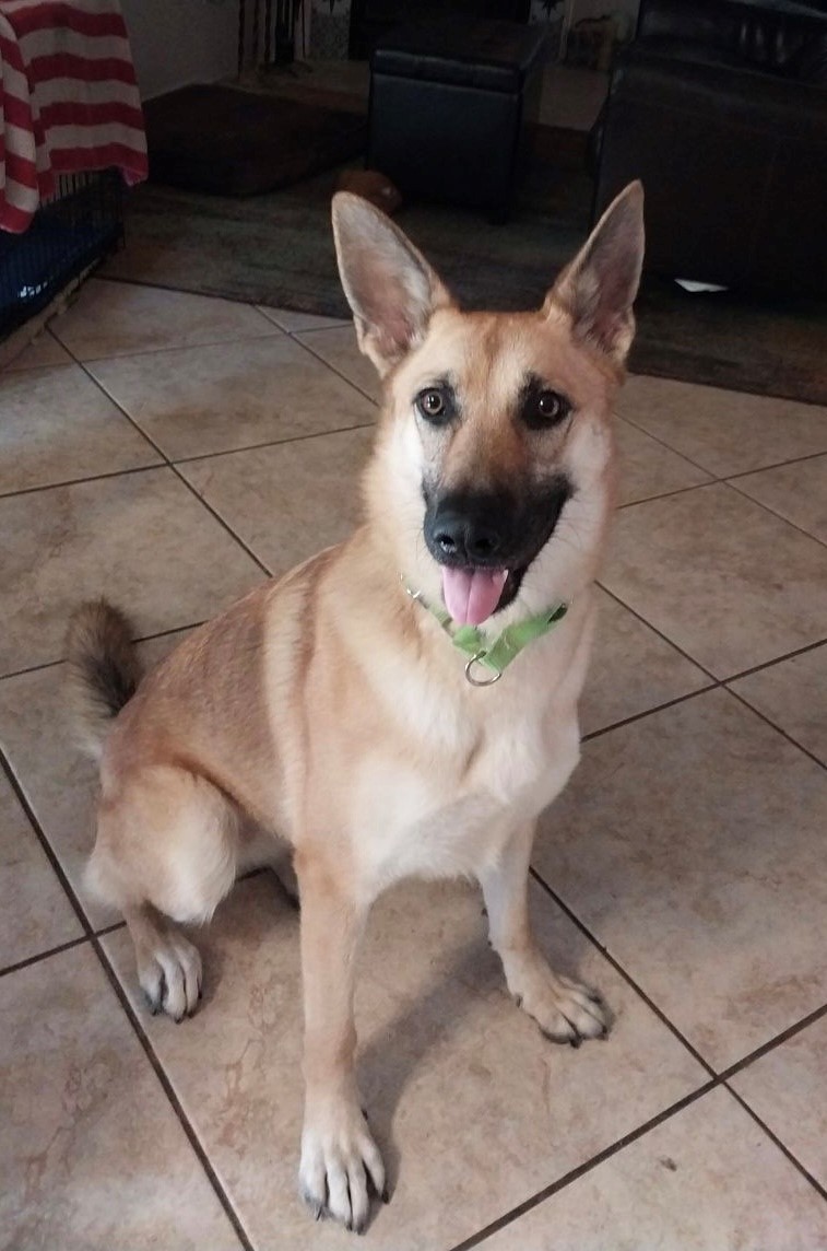 Annie, a Adoptable German Shepherd Dog in Round Rock, TX image 3/6