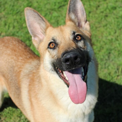 Annie, a Adoptable German Shepherd Dog in Round Rock, TX image 1/6