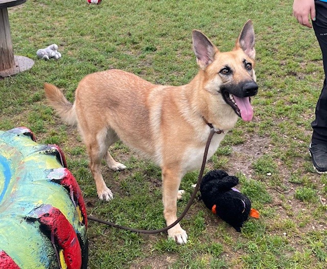 Annie, a Adoptable German Shepherd Dog in Round Rock, TX image 6/6