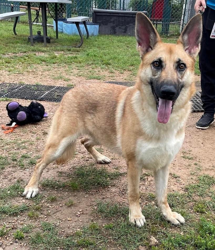 Annie, a Adoptable German Shepherd Dog in Round Rock, TX image 4/6