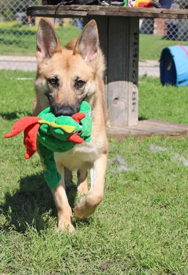Annie, a Adoptable German Shepherd Dog in Round Rock, TX image 5/6