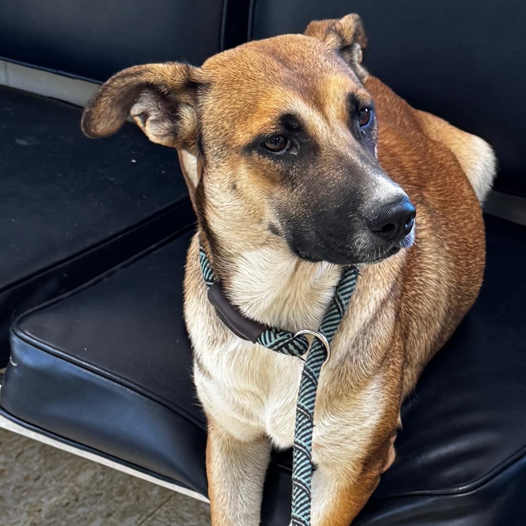 Enlarge Isabella, a Adoptable mixed breed in Clarksdale, MS image 1/3