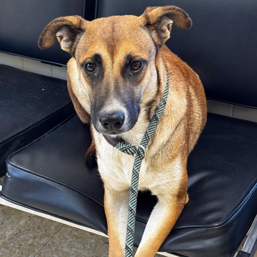 Enlarge Isabella, a Adoptable mixed breed in Clarksdale, MS image 3/3