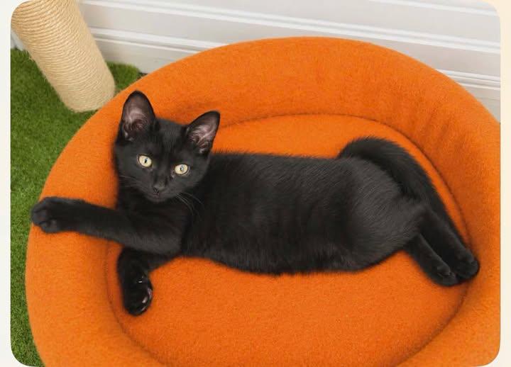 Marguerite, ADOPTABLE, Kitten Female Domestic Short Hair.