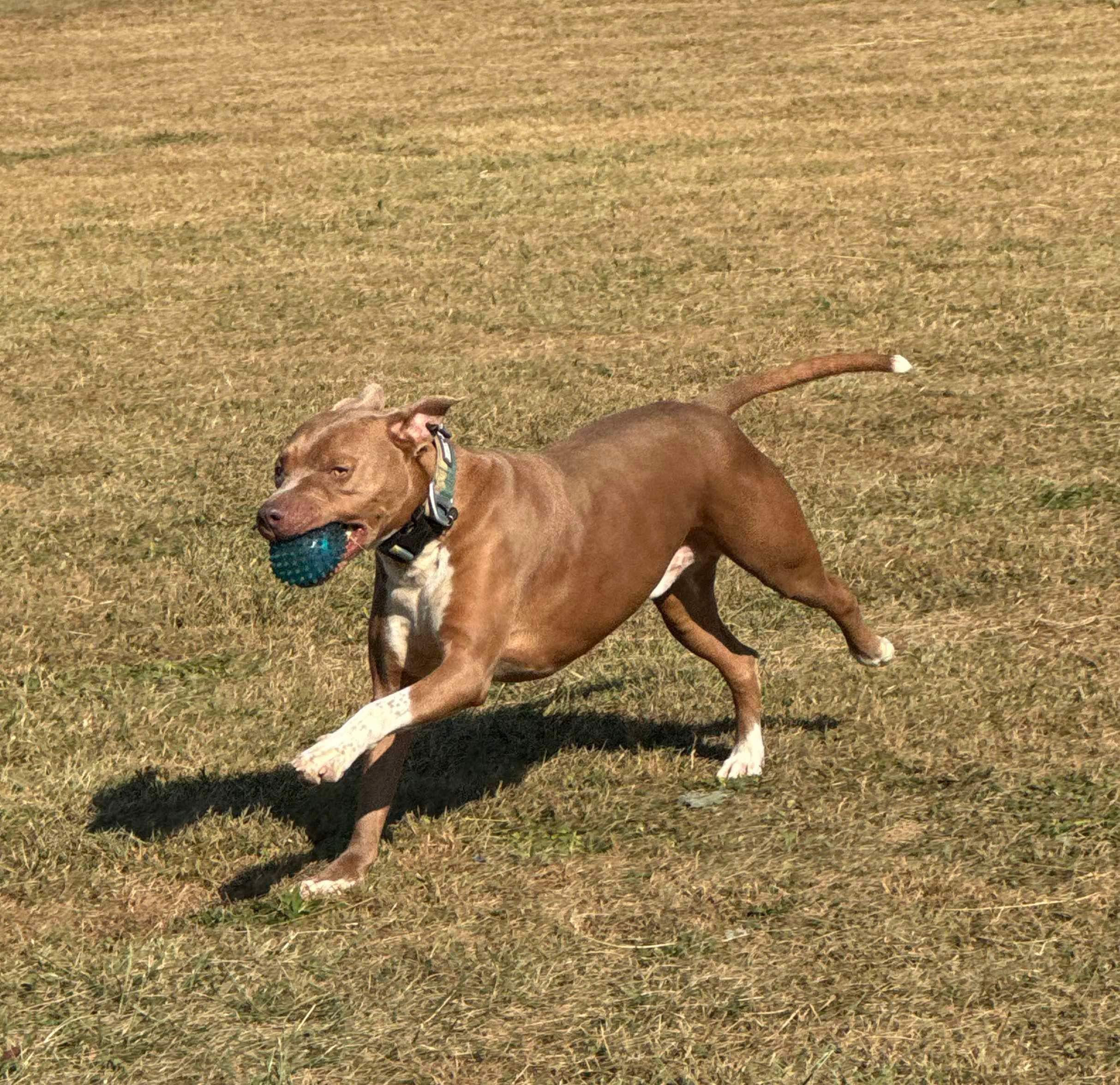 Jaxx