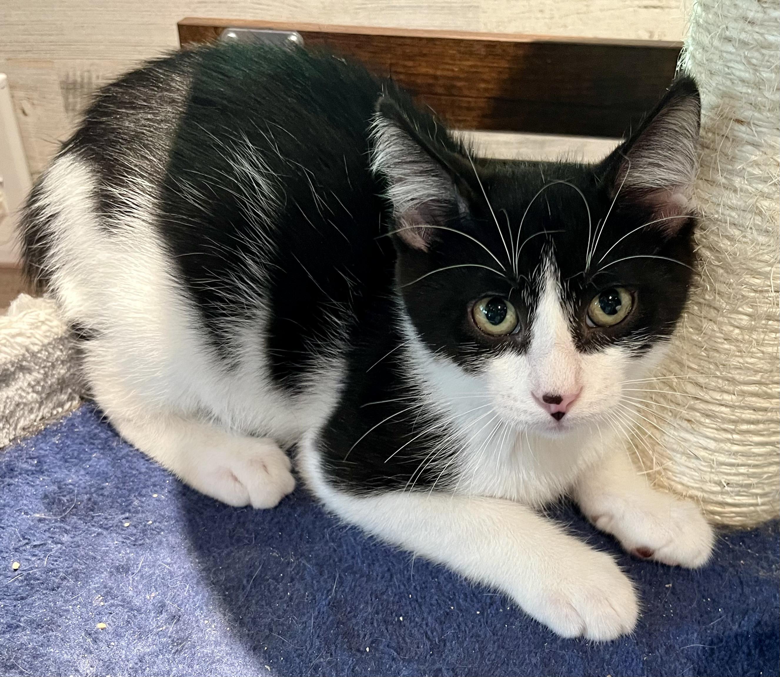 Smudge, Adopted, Kitten Male Domestic Short Hair.