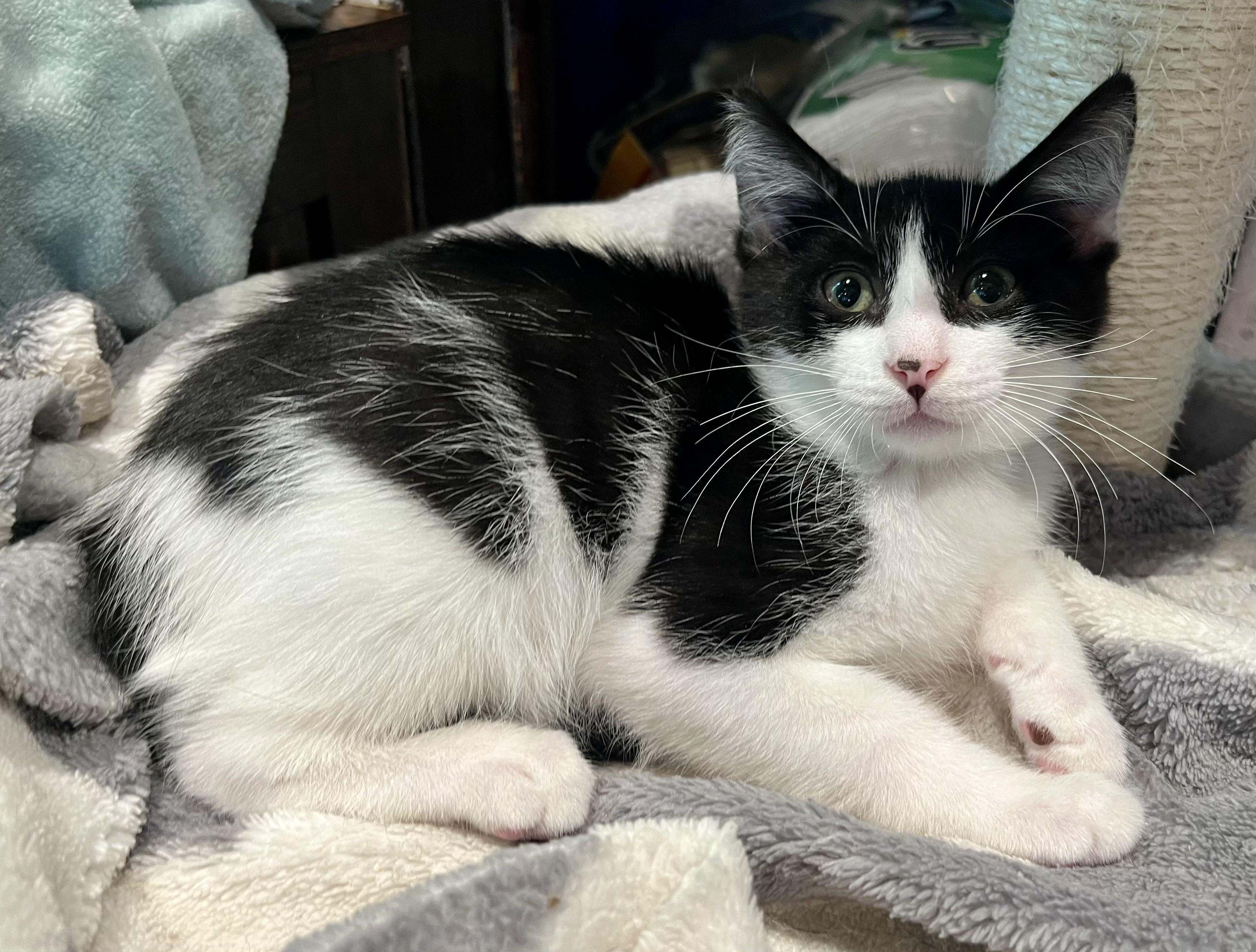Enlarge Smudge, a Adopted mixed breed in Rocky Hill, CT image 3/5