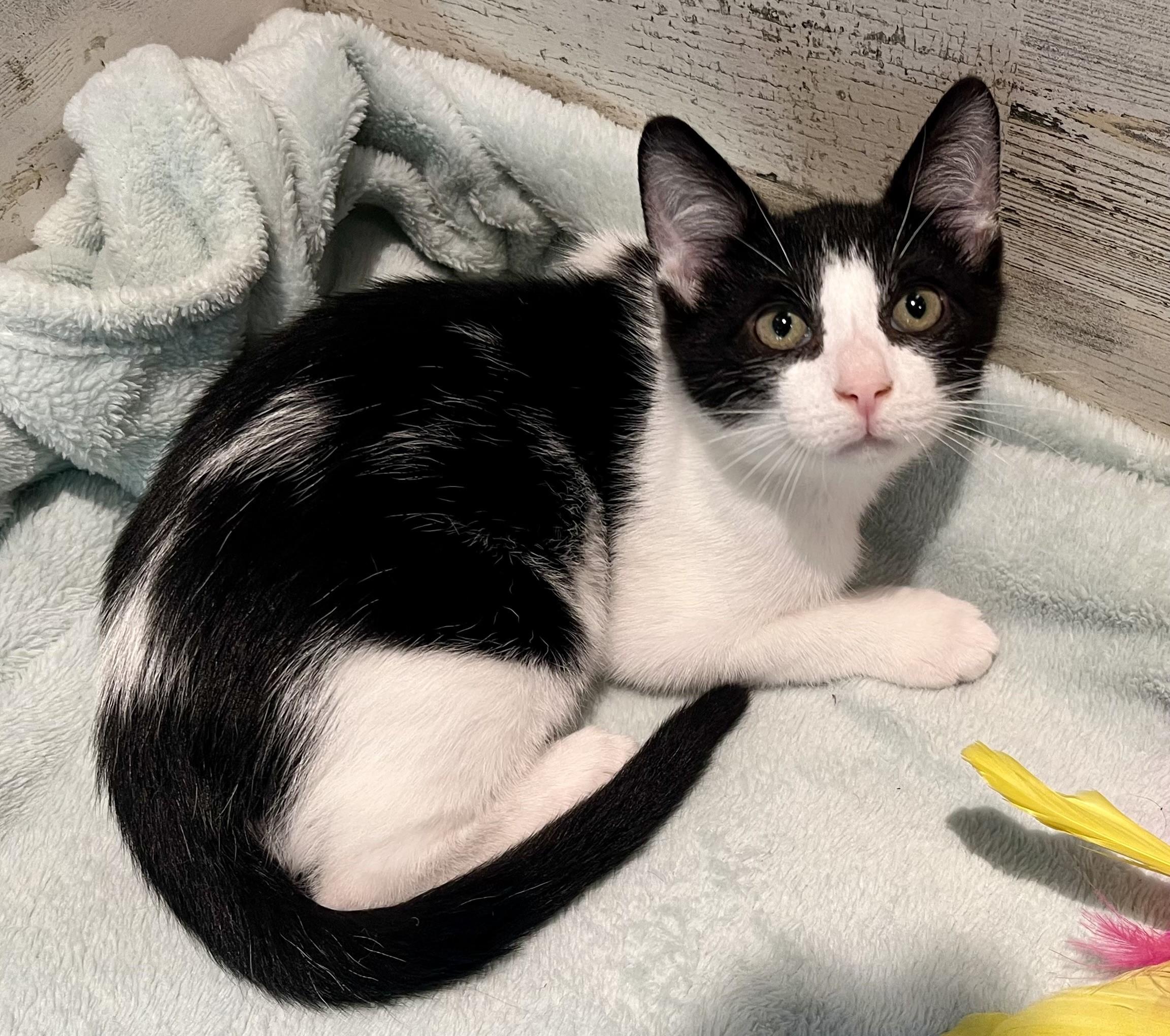 Enlarge Smudge, a Adopted mixed breed in Rocky Hill, CT image 4/5