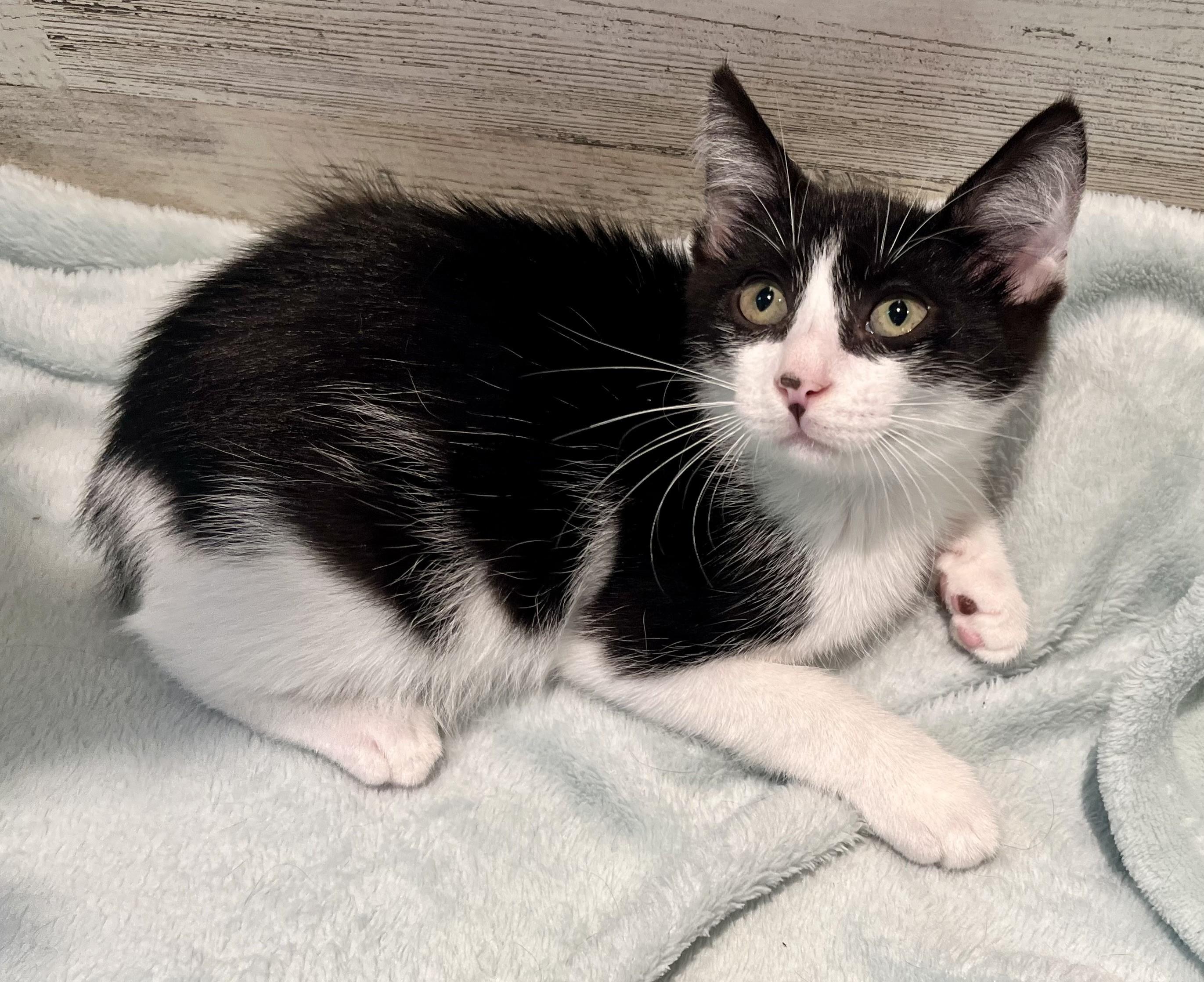 Enlarge Smudge, a Adopted mixed breed in Rocky Hill, CT image 2/5