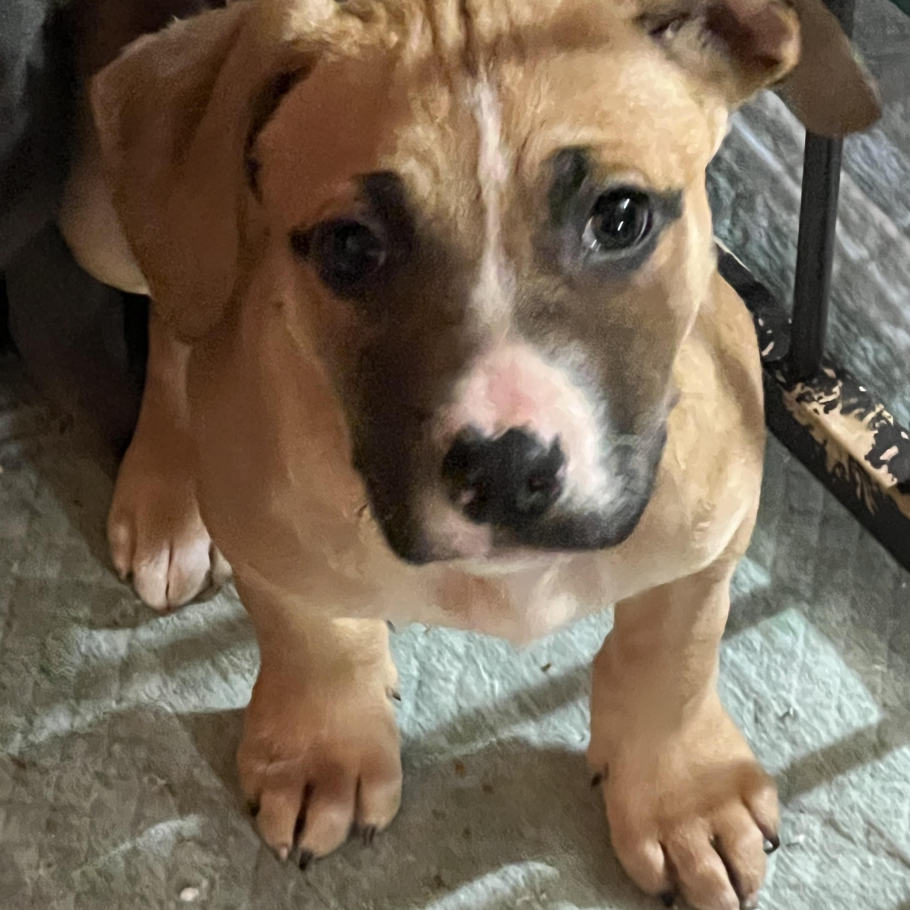 Enlarge Cheyenne, a ADOPTABLE mixed breed in Davisburg, MI image 2/2