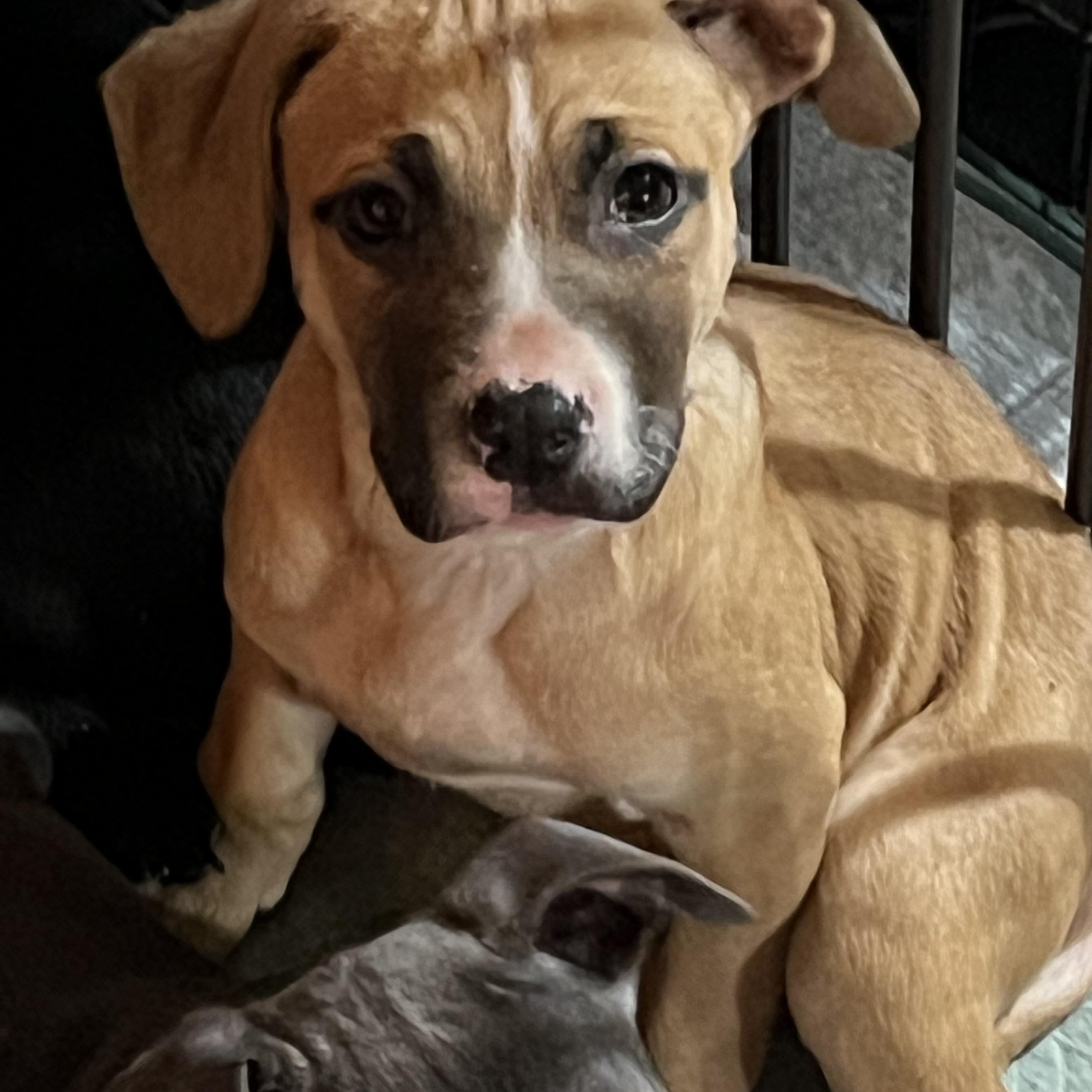 Cheyenne, ADOPTABLE, Puppy Female Mixed Breed.