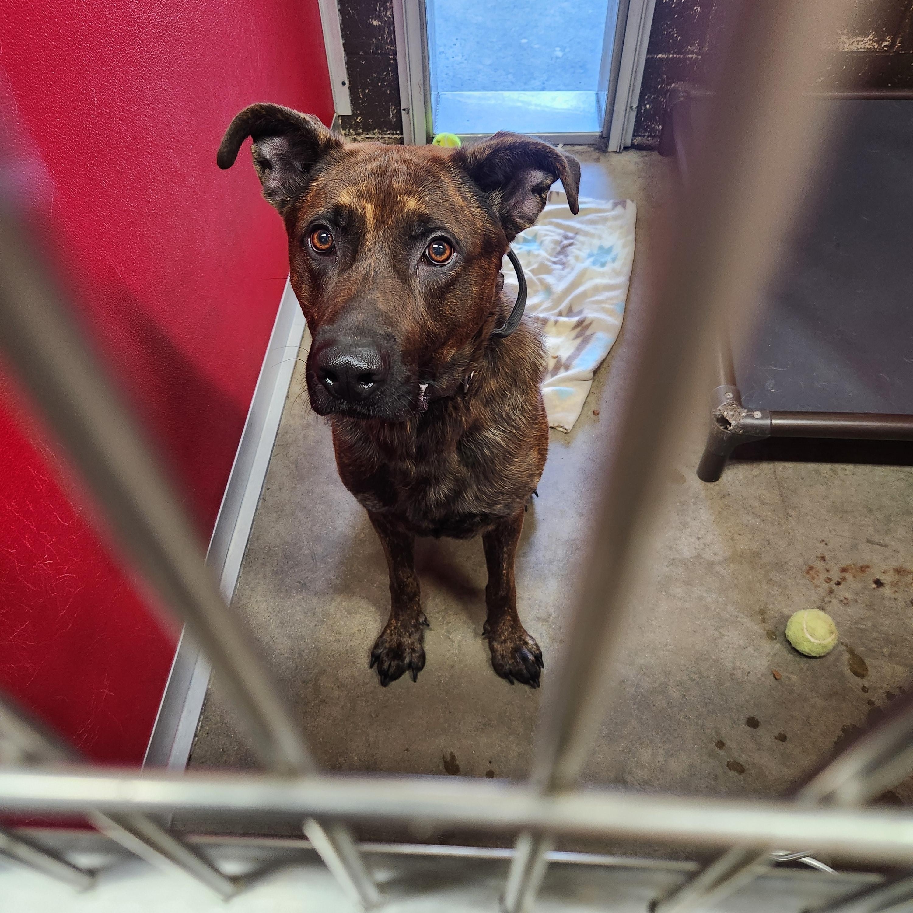 Enlarge Trooper, a Adoptable mixed breed in Warren, OH image 1/3