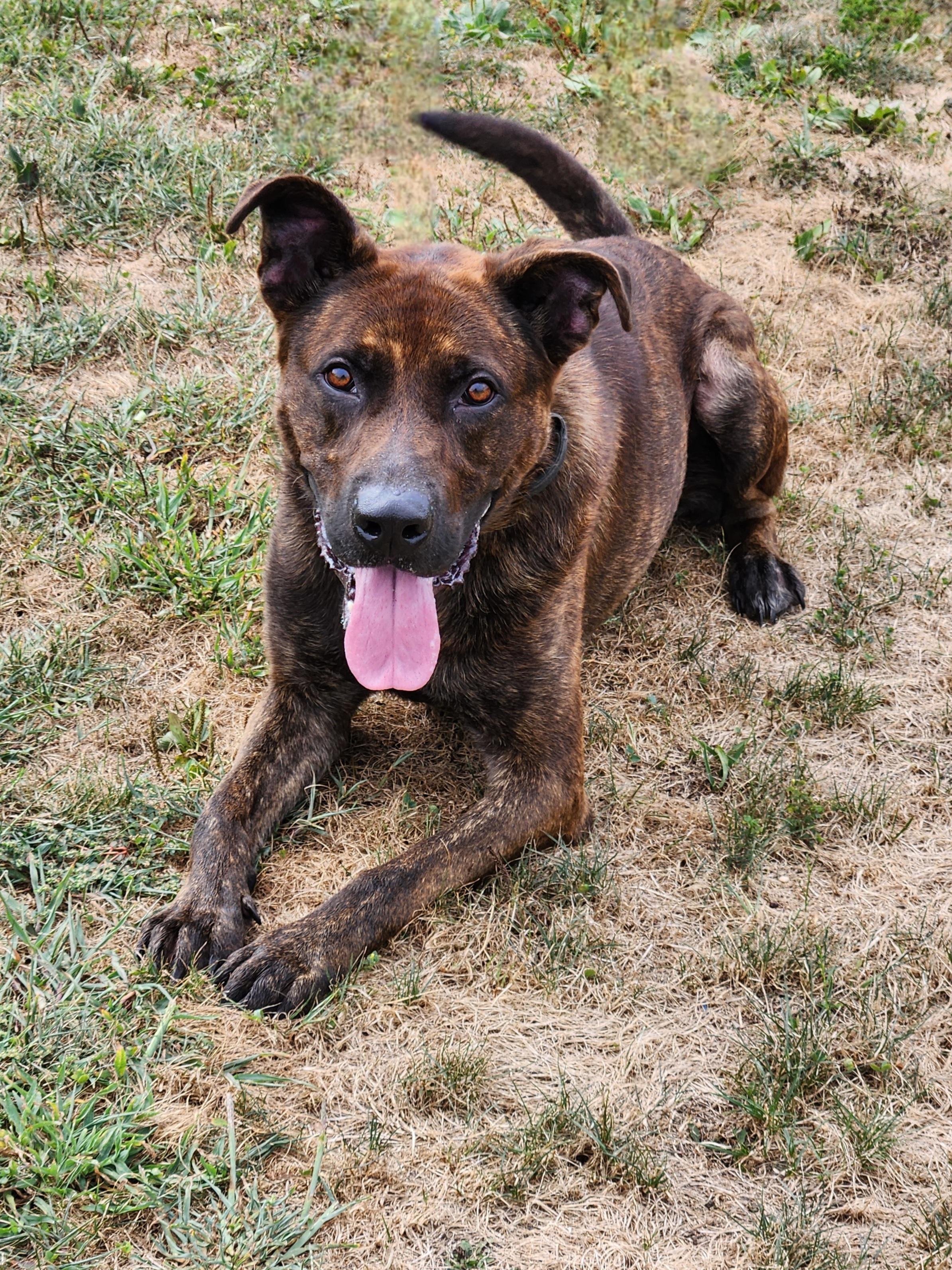 Enlarge Trooper, a Adoptable mixed breed in Warren, OH image 2/3