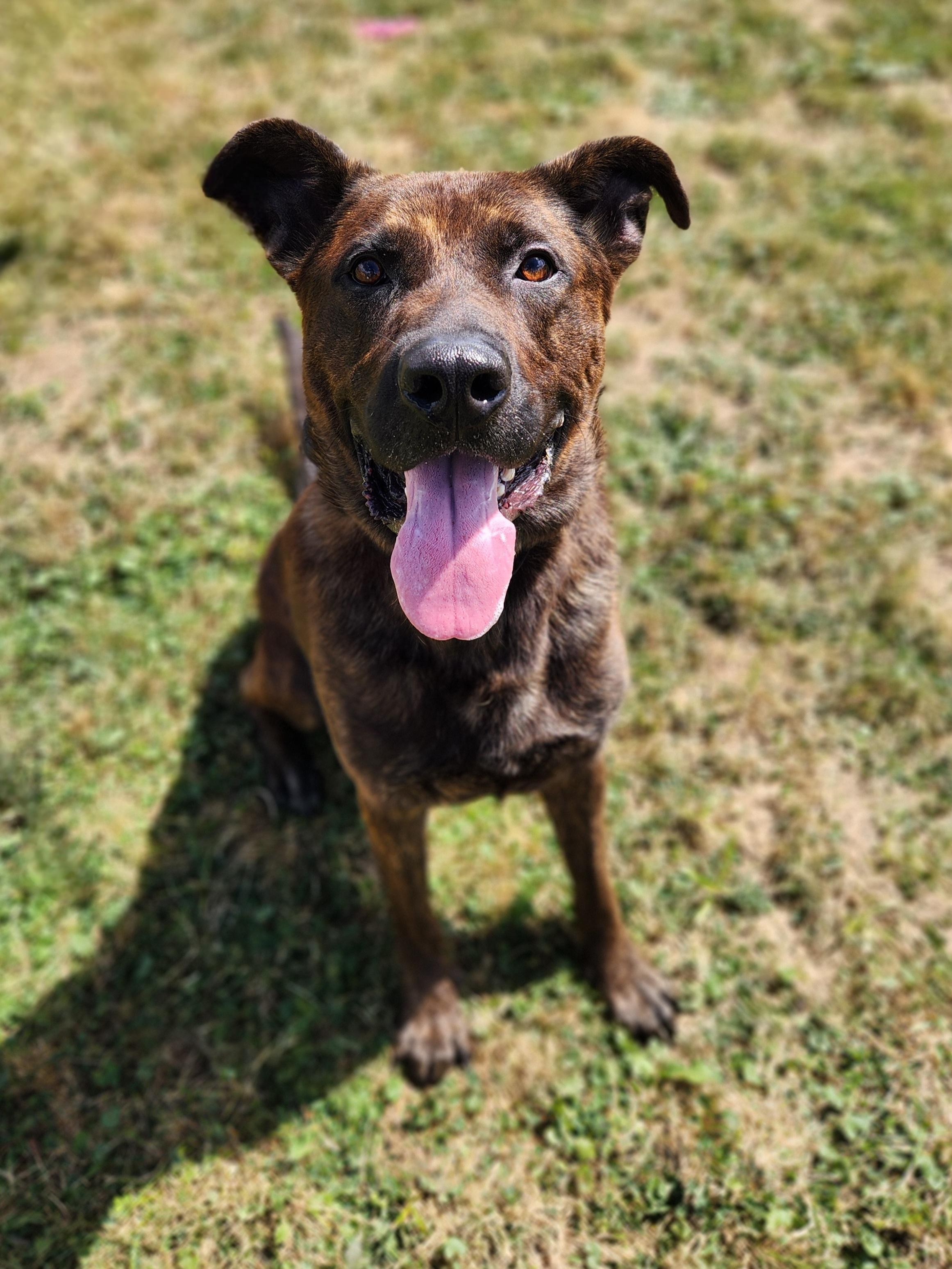 Enlarge Trooper, a Adoptable mixed breed in Warren, OH image 3/3