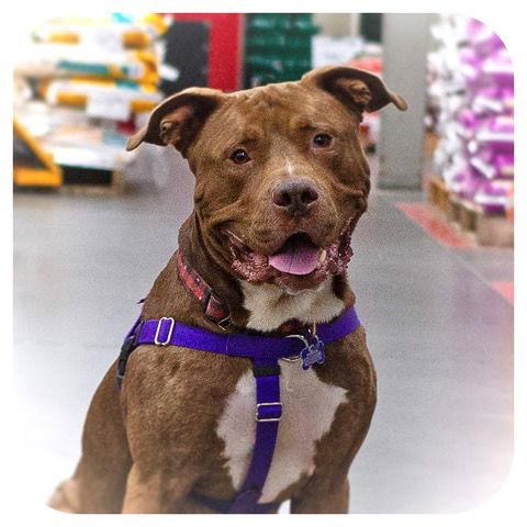 Uno, a Adoptable mixed breed in Utica, MI image 1/3