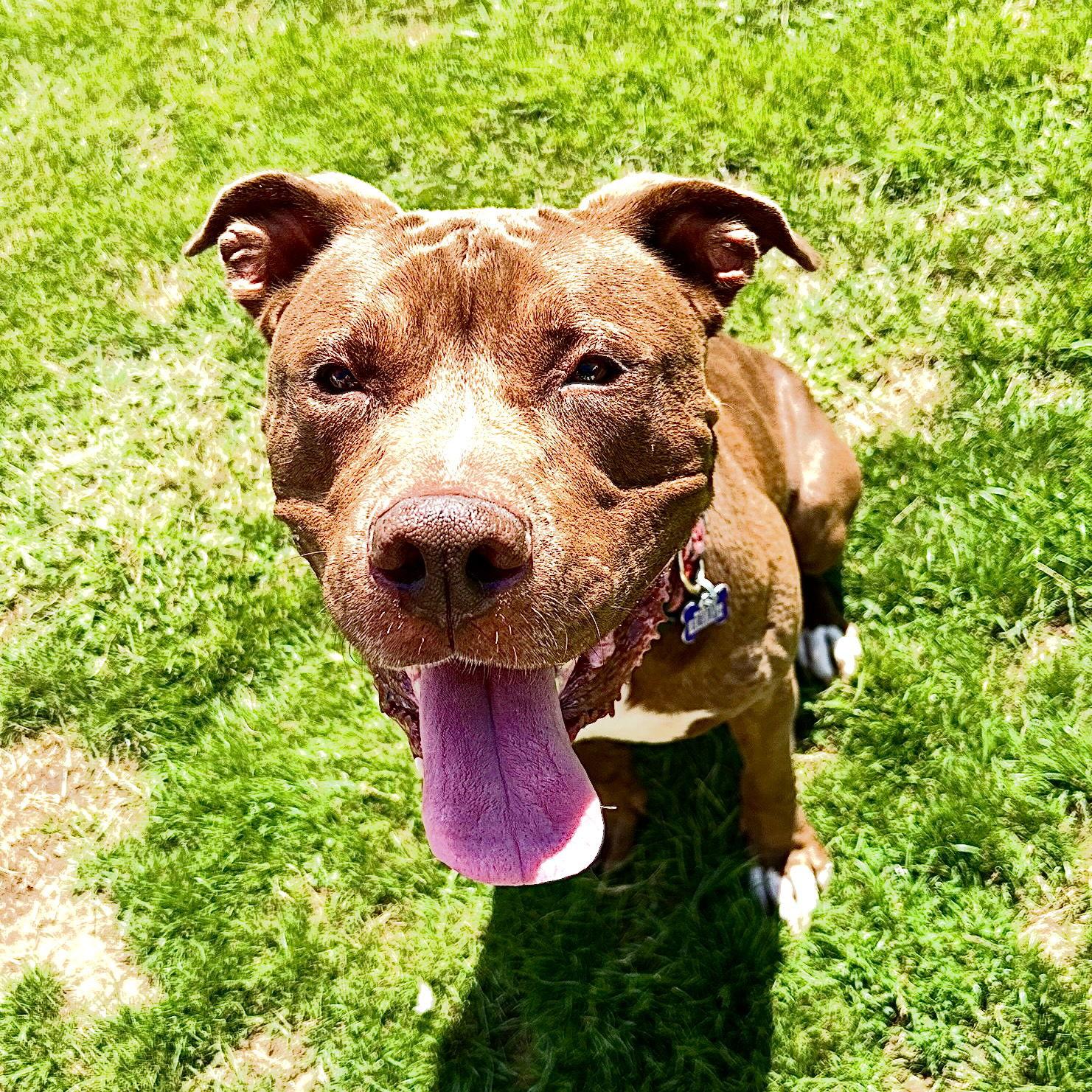 Uno, a Adoptable mixed breed in Utica, MI image 2/3