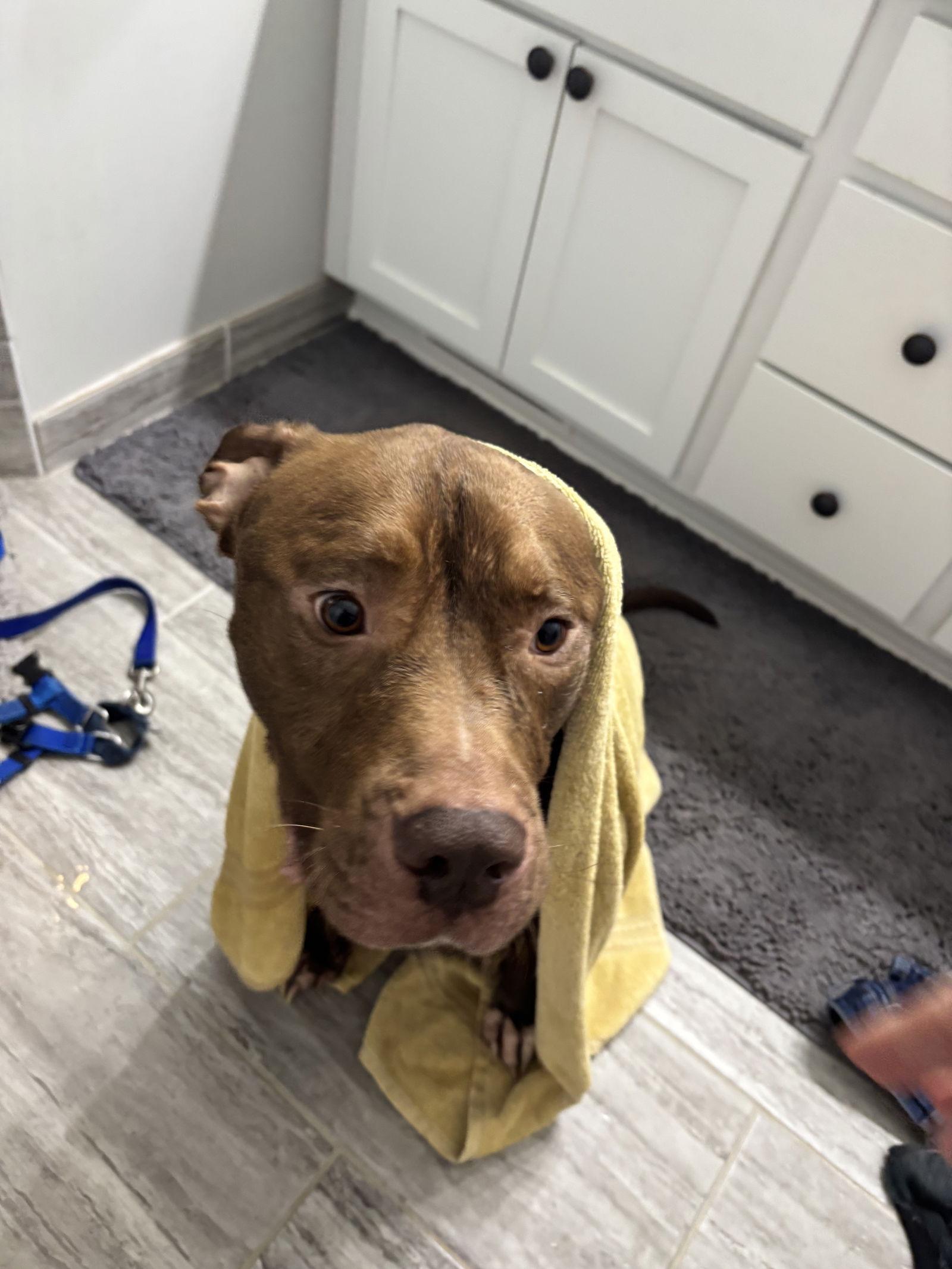 Uno, a Adoptable mixed breed in Utica, MI image 3/3