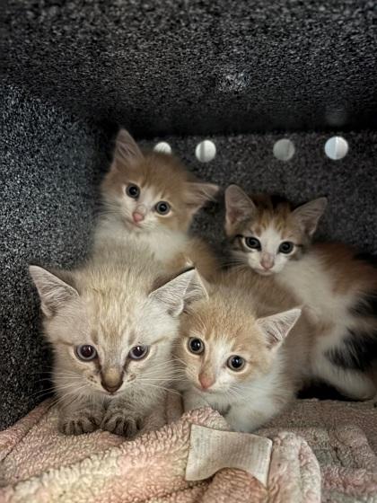 Thalia/LuLu, Adoptable, Adult Female Domestic Short Hair & Domestic Short Hair.