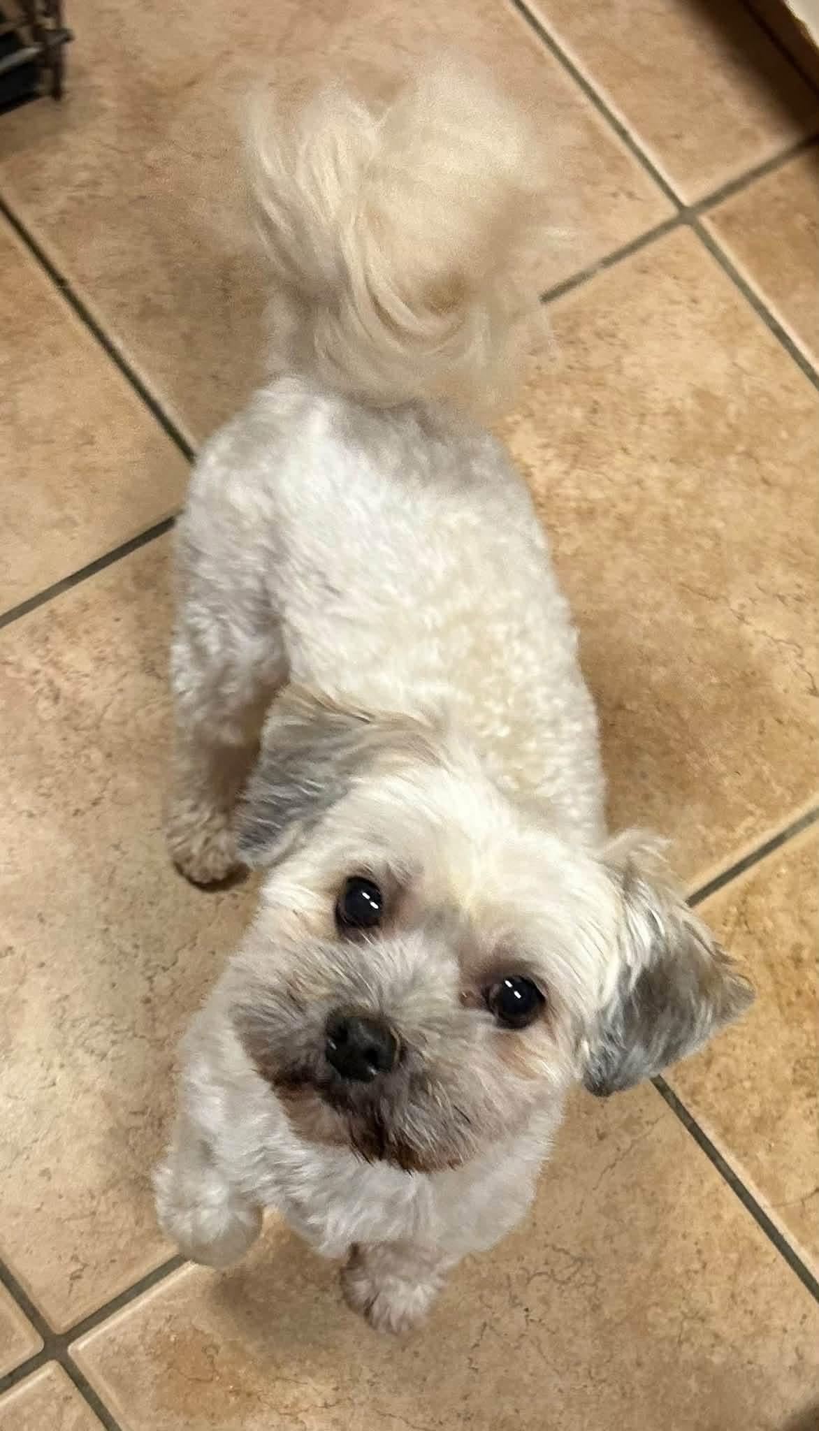 Enlarge Luna, a Adopted Havanese in Oak Ridge, NJ image 2/2