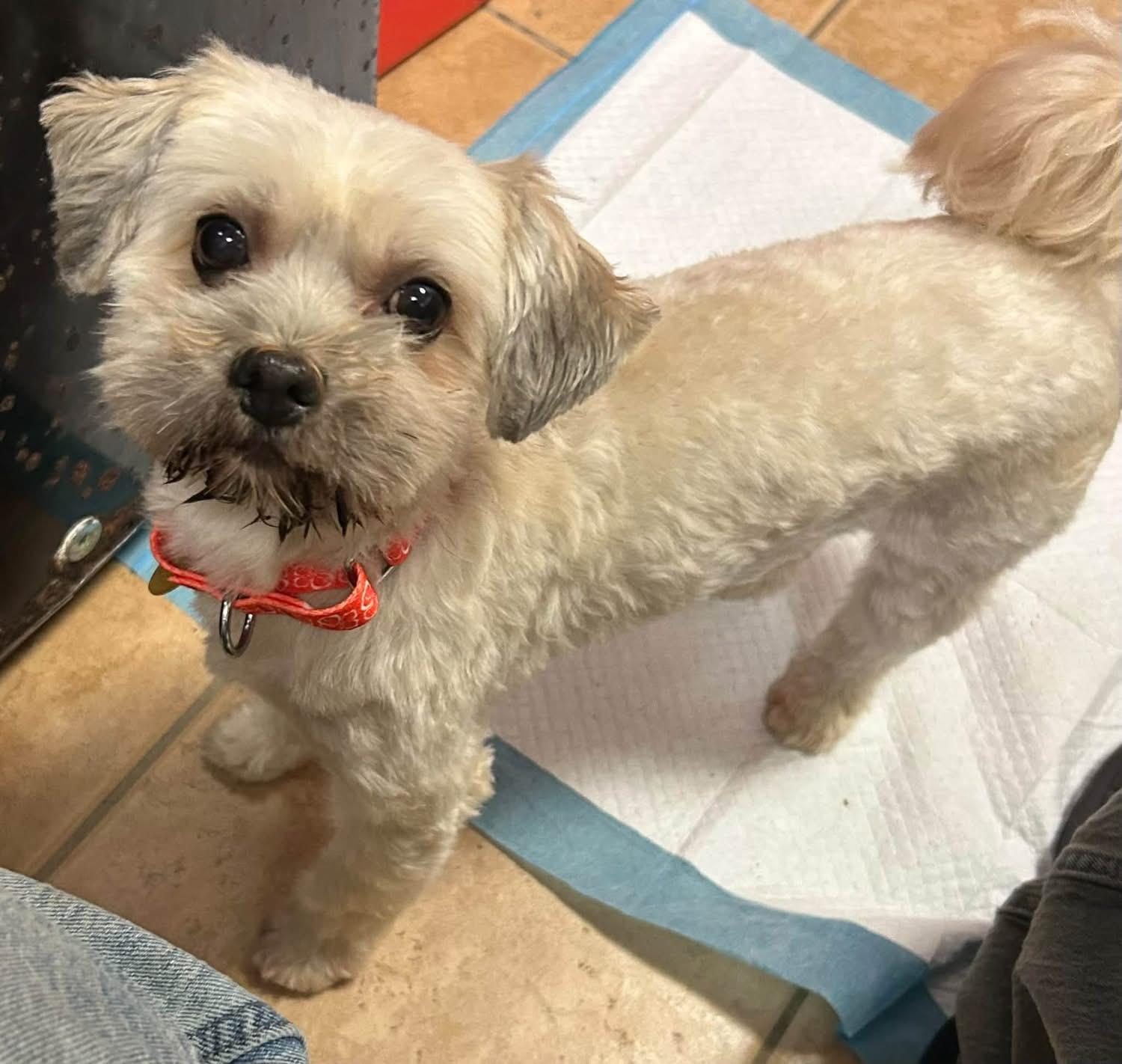 Luna, Adopted, Young Female Havanese.