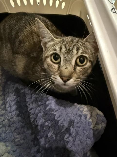 LIMESTONE, Adoptable, Young Female Domestic Short Hair.