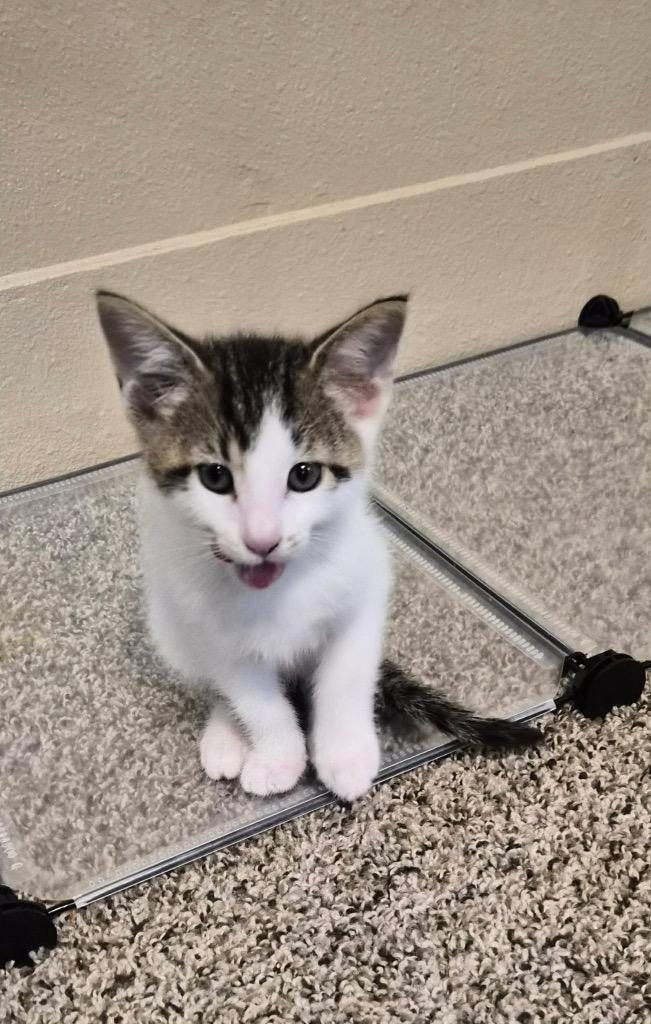 Gary, Adoptable, Kitten Male Domestic Short Hair.