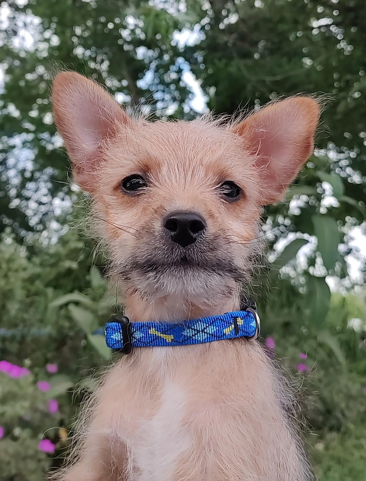 Enlarge Twix, an adopted mixed breed in Saratoga Springs, NY image 6/6