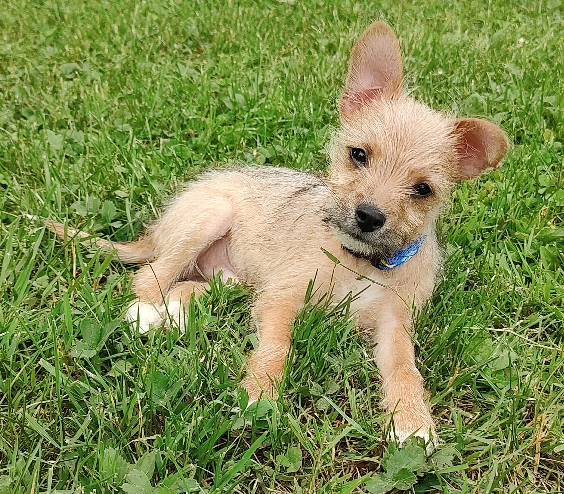 Enlarge Twix, an adopted mixed breed in Saratoga Springs, NY image 2/6