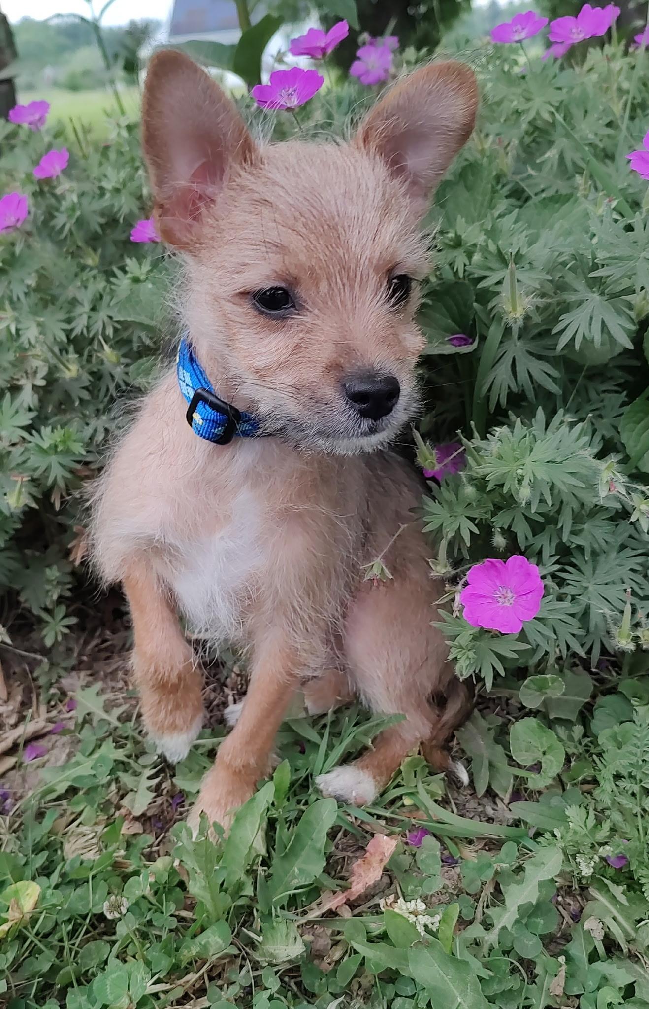 Enlarge Twix, an adopted mixed breed in Saratoga Springs, NY image 4/6