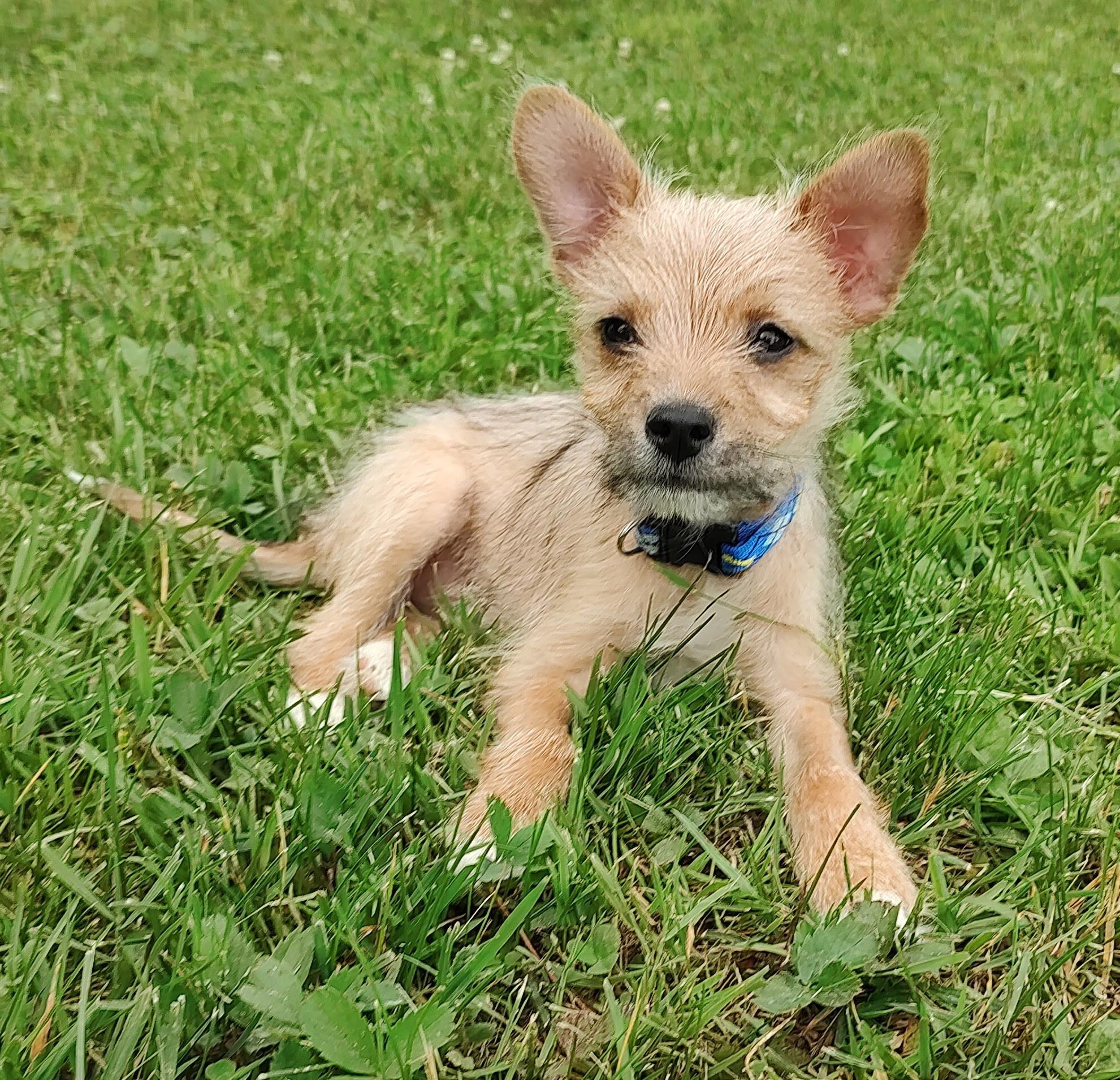 Twix, adopted, Puppy Male Terrier.