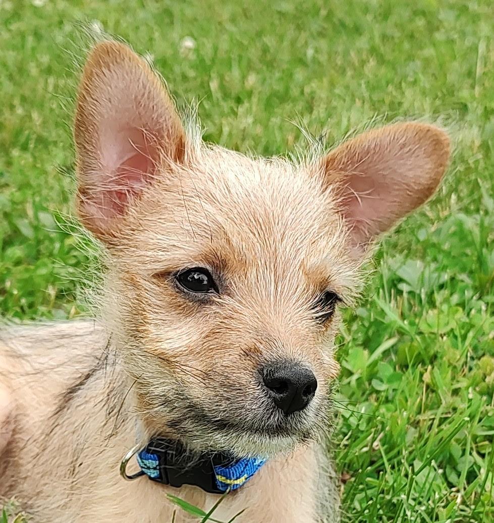 Enlarge Twix, an adopted mixed breed in Saratoga Springs, NY image 5/6